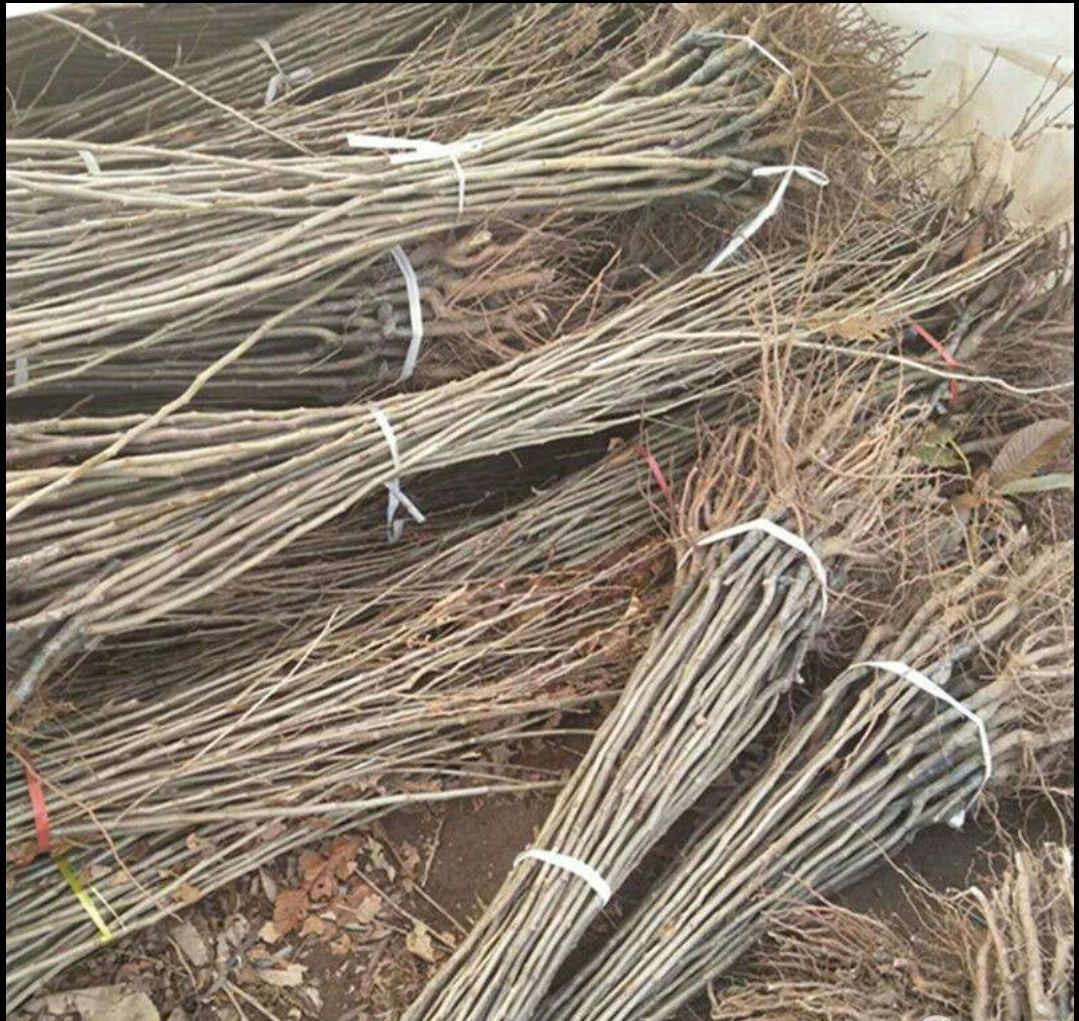 大红袍板栗苗 大红袍板栗