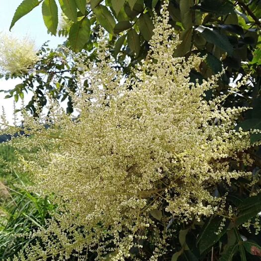 全南县 纯正农家土蜂蜜～～天然～～蜂场直供～如假包换