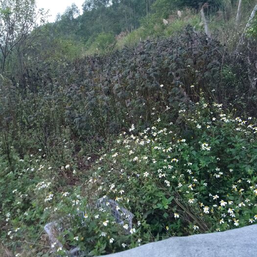 柳州 紫苏梗（鲜货）