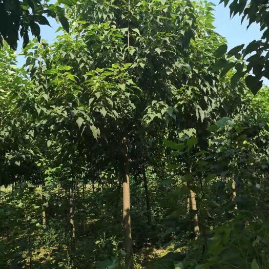 周口 7公分精品速生楸树