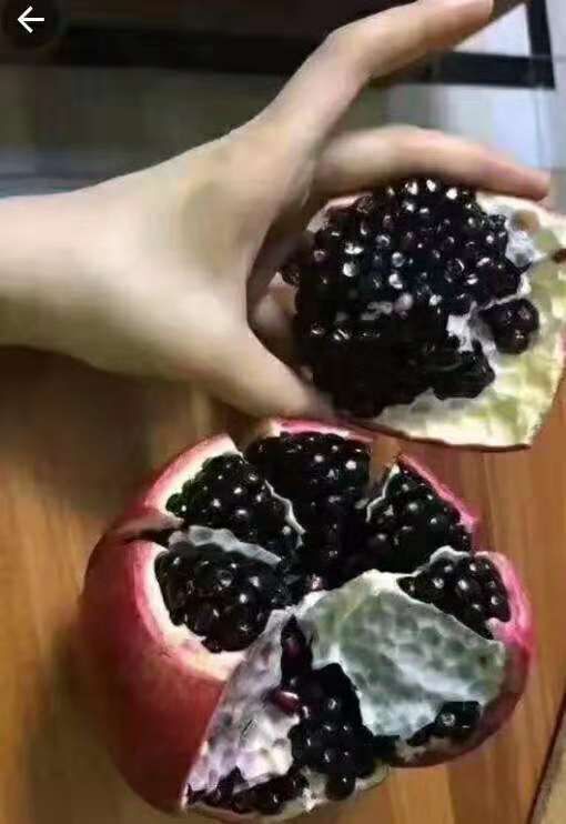 平邑县黑籽石榴树苗 黑籽石榴苗