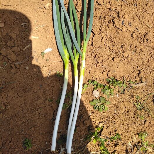 安顺铁杆大葱 30~50cm 毛葱