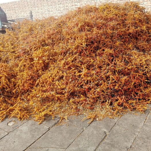 宁武县 大量出售沙棘鸡爪货，价格美丽
