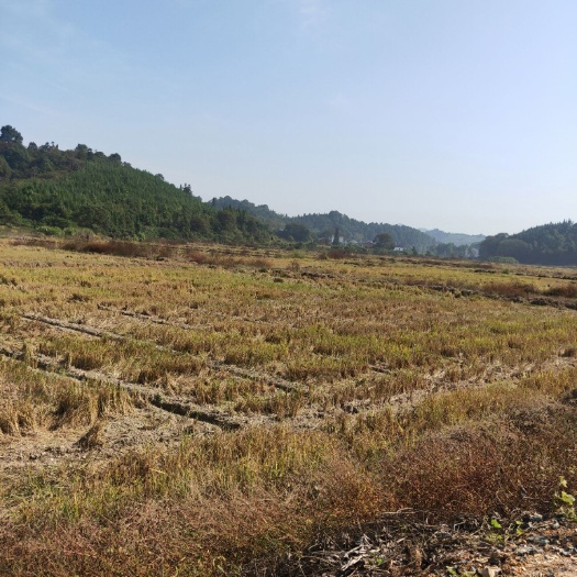 新余水田 大量田地出租