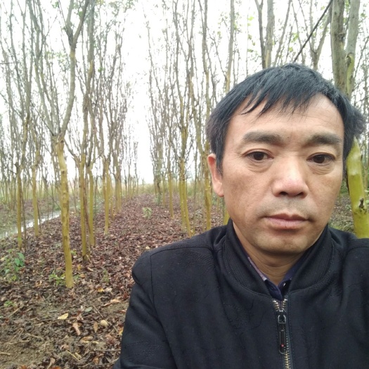来凤县 标准红花紫薇