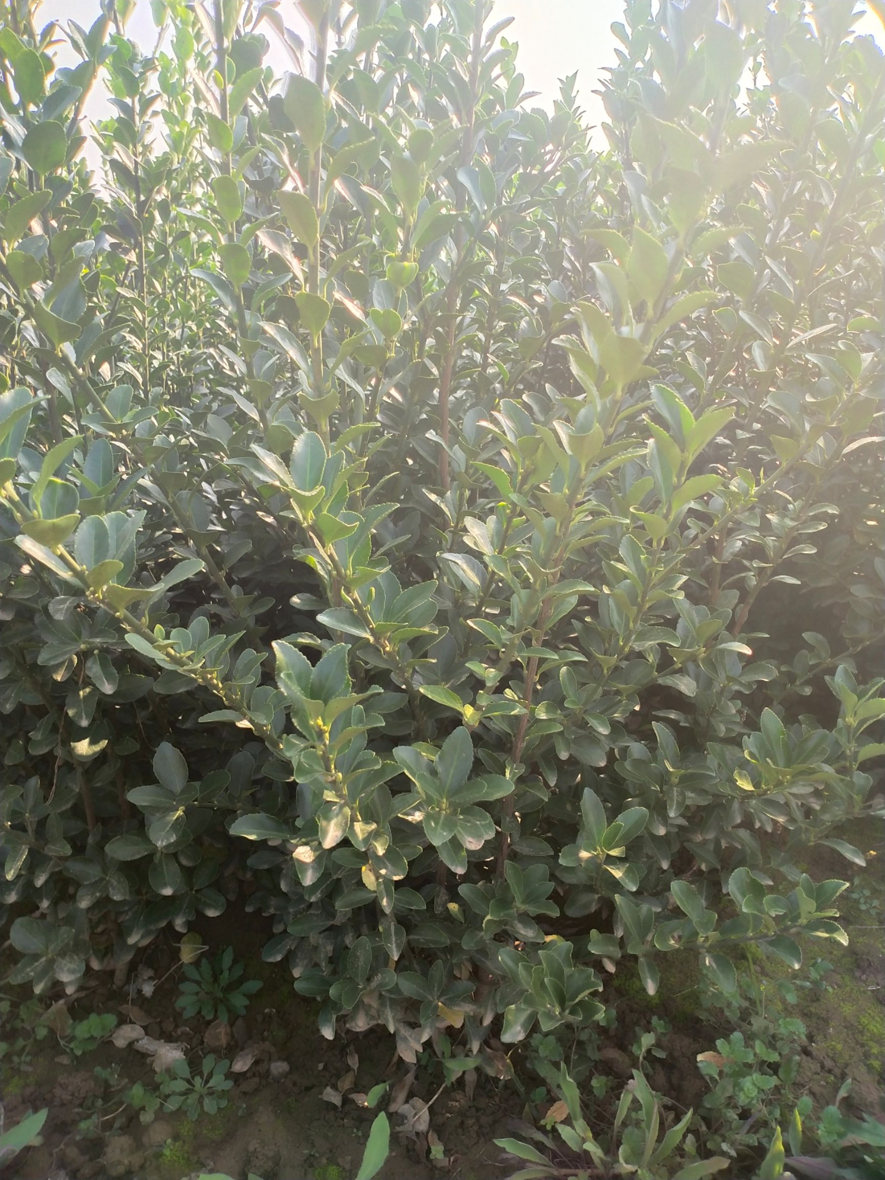 冬青  陕西冬青苗 大叶黄杨 万年青 各种规格 高杆 冬青球