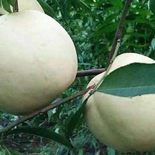 泰安 白如玉桃树苗正宗嫁接苗，包品种，包成活
