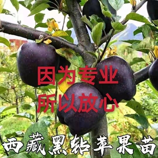 平邑县黑钻苹果树苗 黑钻苹果苗