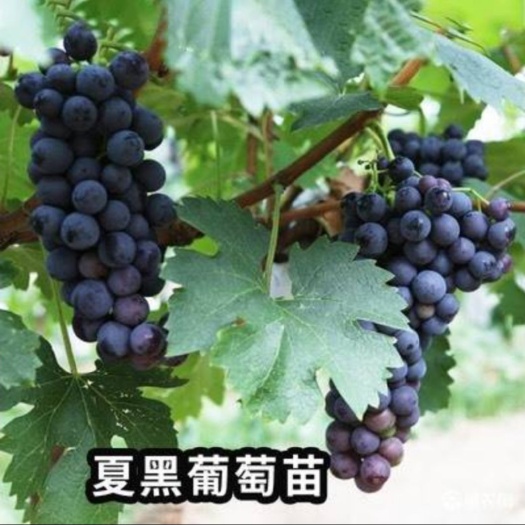 平邑县 夏黑葡萄苗