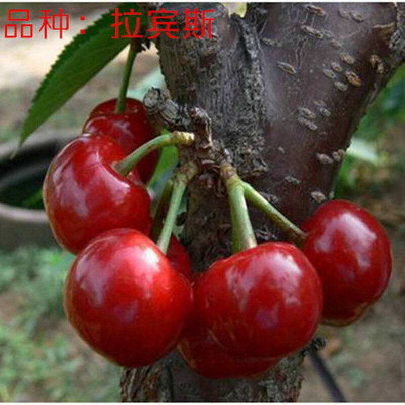 拉宾斯樱桃苗 拉宾斯优质受粉苗  现挖保湿发货  死苗免费补