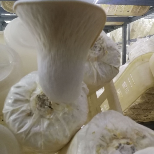 南京白灵菇 人工种植 鲜货