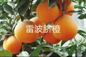 雷波县正宗大凉山雷波脐橙
