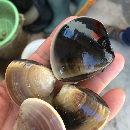 阳江 白贝，17个一斤