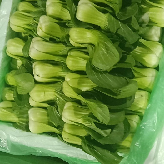 彭州市上海青  品质保证，包装精美