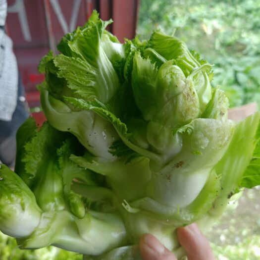 邛崃市 精品早熟儿菜，品质好，颜色清秀