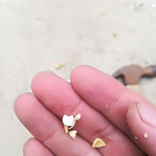 丰县 樱桃种子