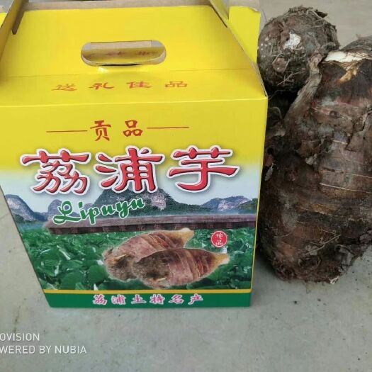 荔浦市荔浦芋头 特大号荔浦香芋两斤半以上，送礼必选