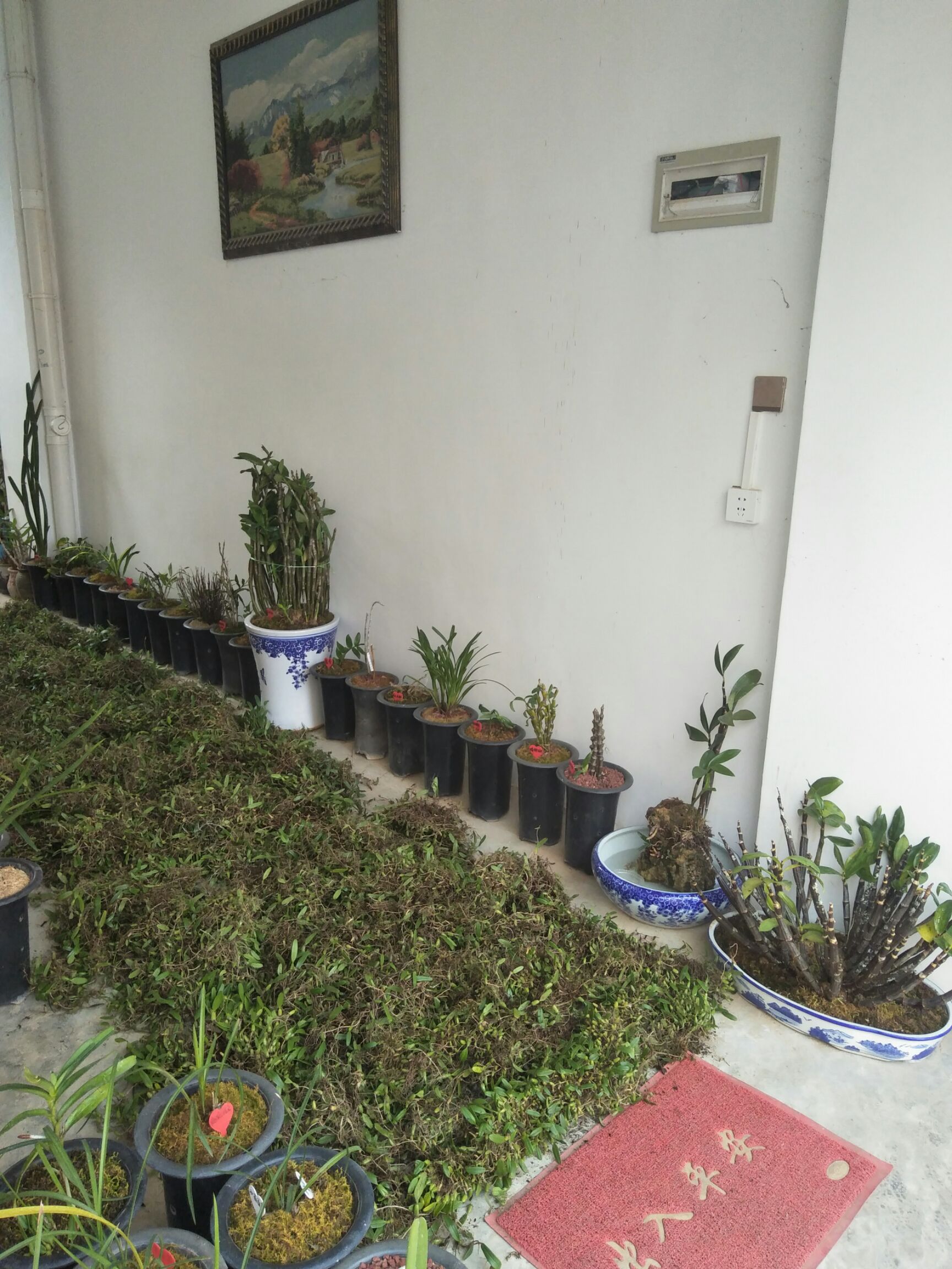 石橄榄