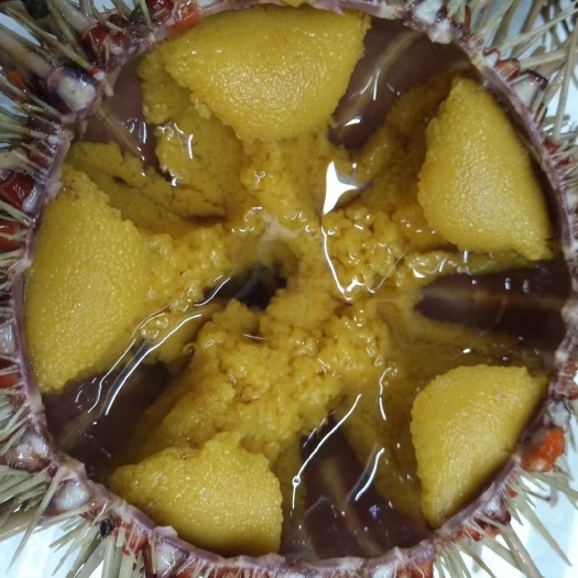 大连 常年供应海胆