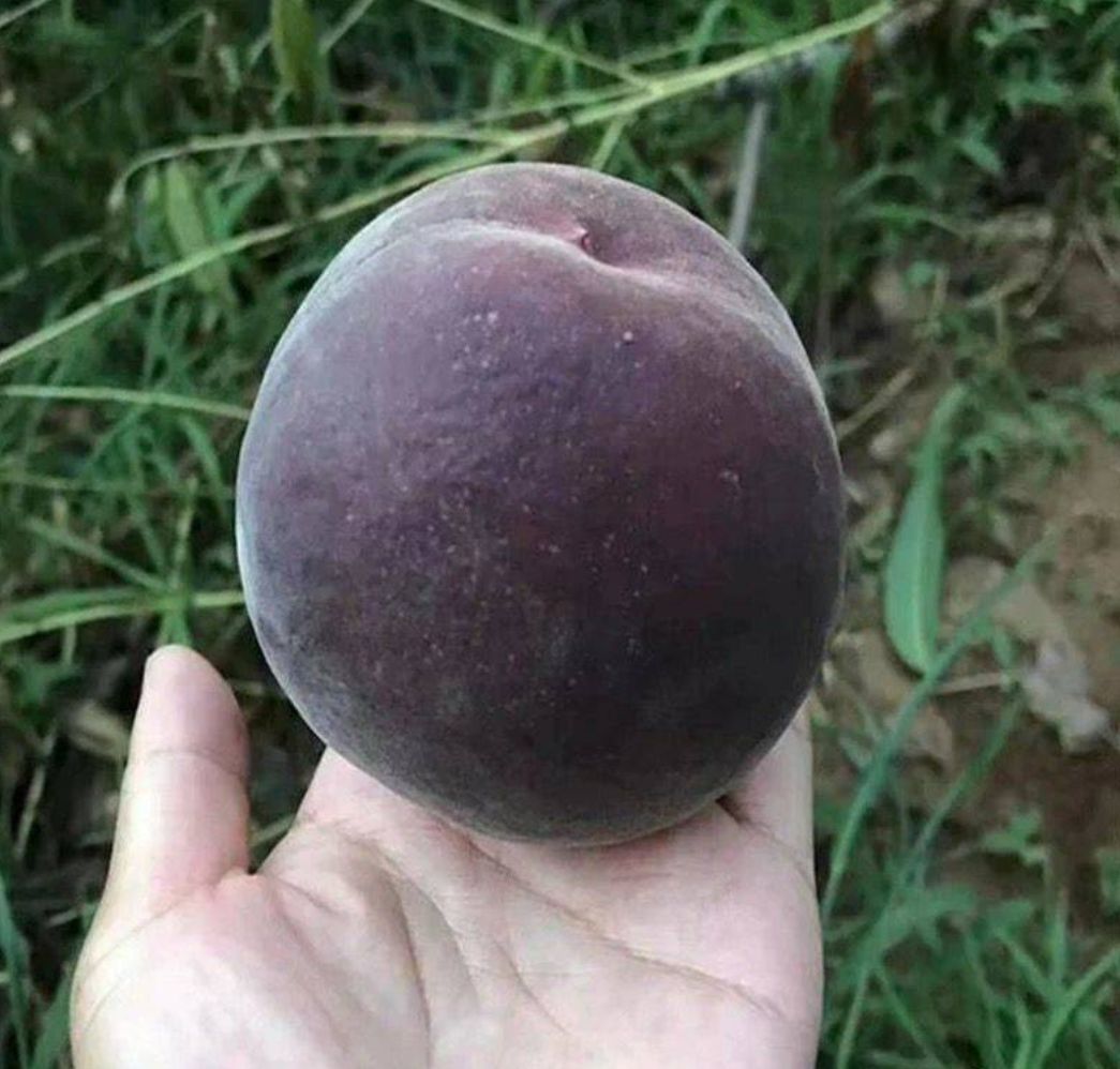  黑桃苗