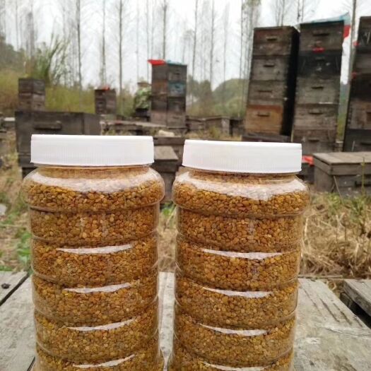 柳州五倍子花粉  药材五倍子花粉，农家自产自销五倍子花粉