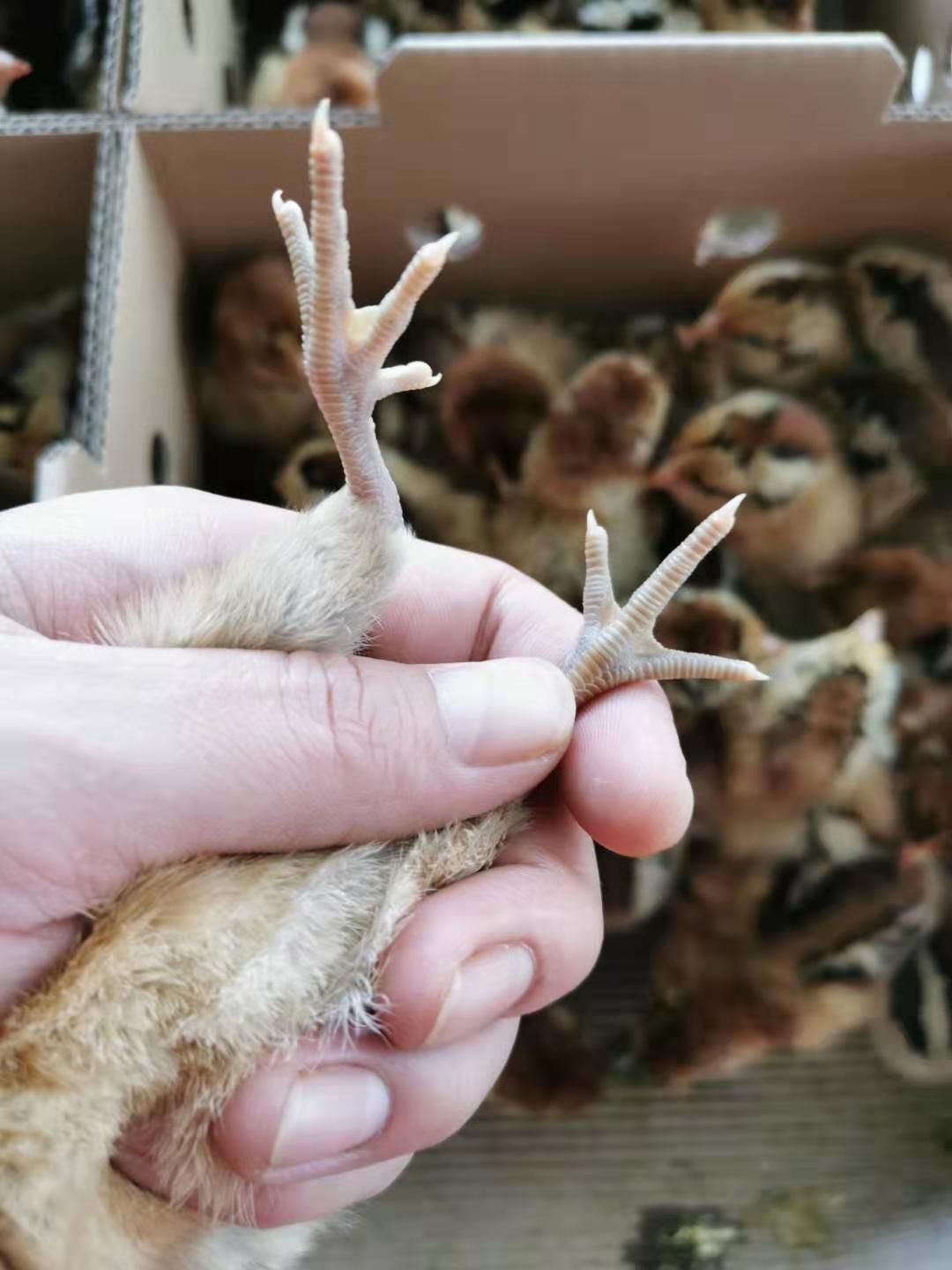 麻鸡苗长大什么样