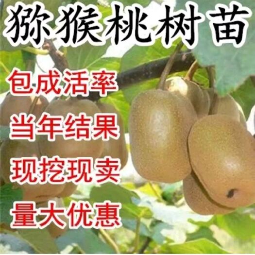 平邑县红阳猕猴桃苗 红阳猕猴桃树苗嫁接苗，当年结果保品种，根系发达成活率高。