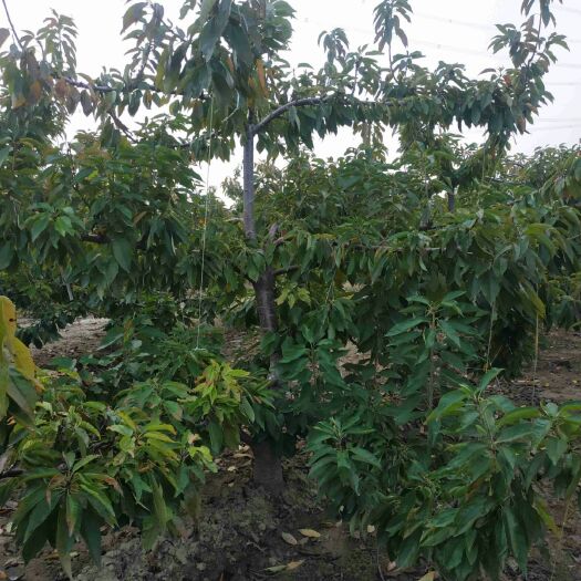 大连金州大樱桃 大连金州美早大樱桃树1300棵左右，欢迎随时来地里看树联系