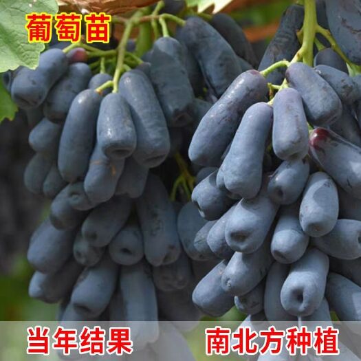 平邑县蓝宝石葡萄苗 蓝宝石葡萄