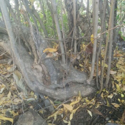 淮南甜石榴树苗