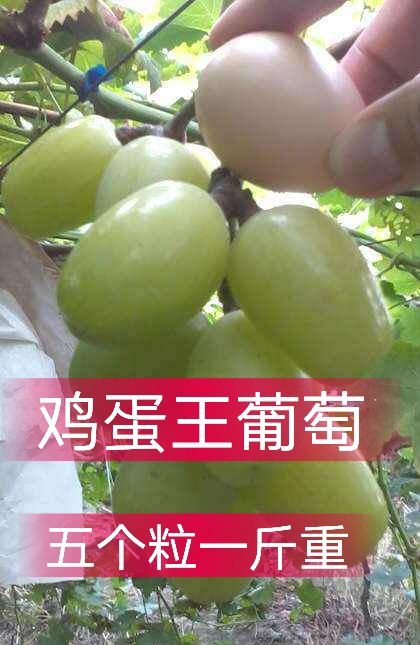 平邑县 天山葡萄苗鸡蛋王葡萄