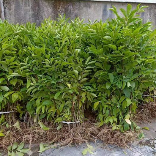 瑞昌市 庐山正宗中花吴茱萸苗，高产量，高品质，成活率