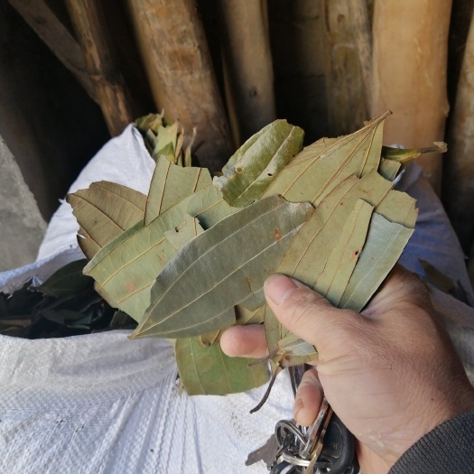 平南县普通桂皮 干桂叶，无杂质，绿豆青色
