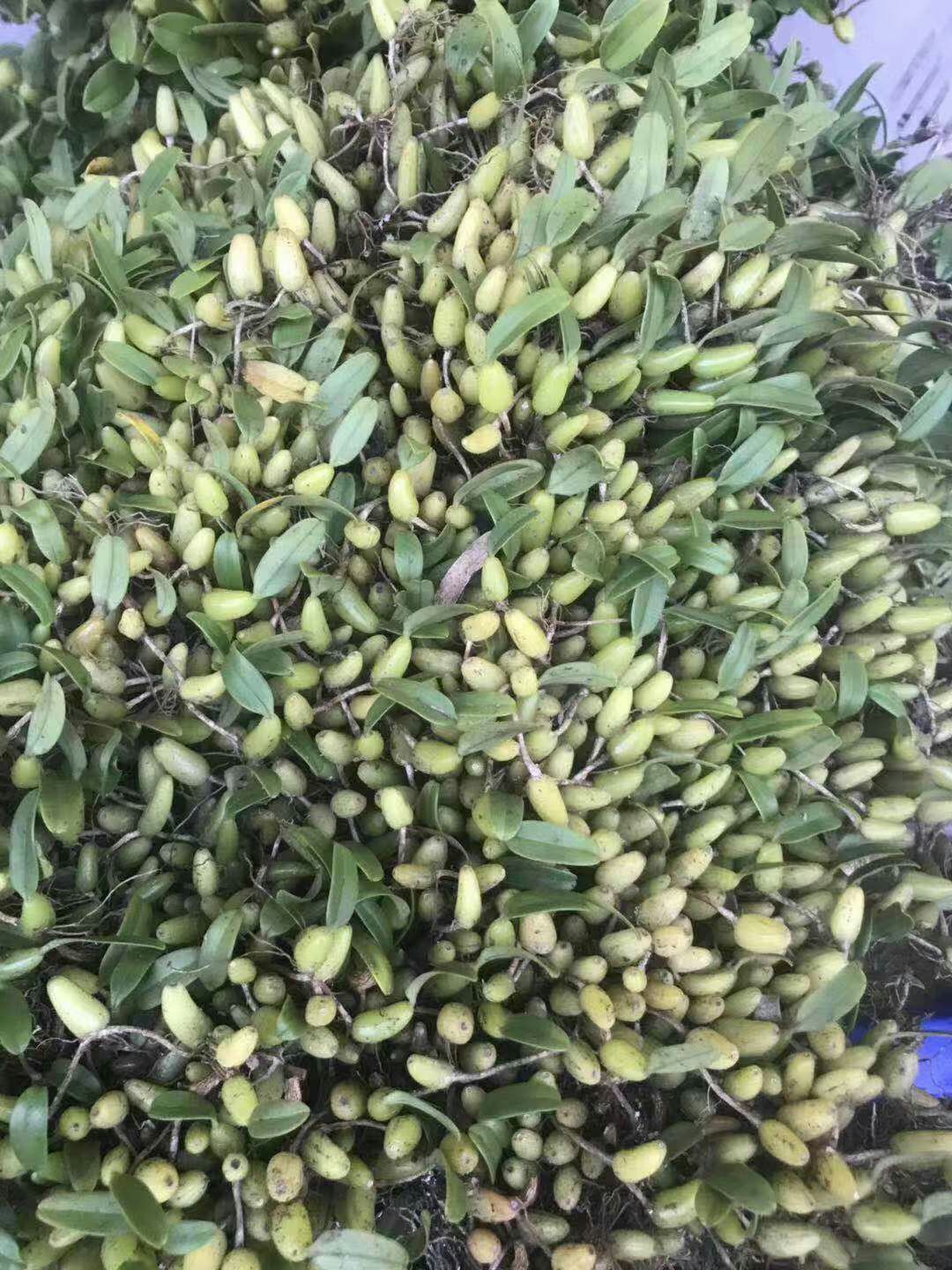 石橄榄