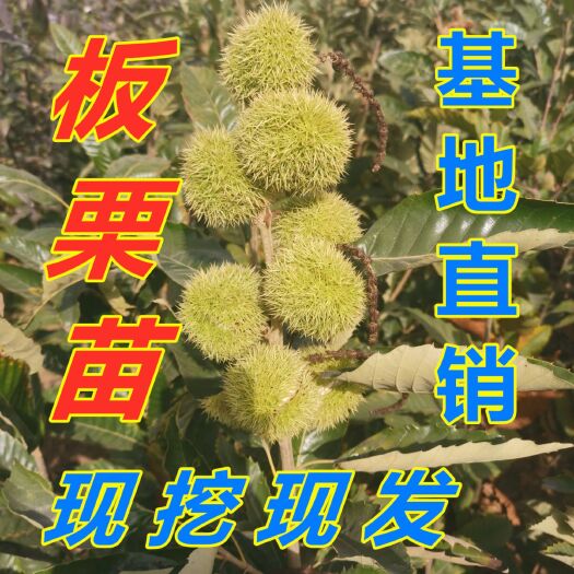 平邑县 山东板栗树苗  嫁接板栗苗 当年结果 果实大 产量高 好种植