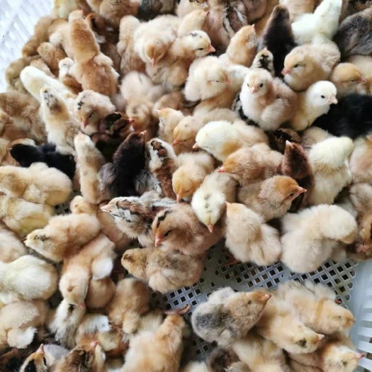 贵阳 长期供应各种出壳苗，脱温苗，各品种鸡苗