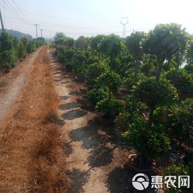 金钱榕 各规格火山榕基地直销，四季长青现挖现卖，资源充足，可配合调车