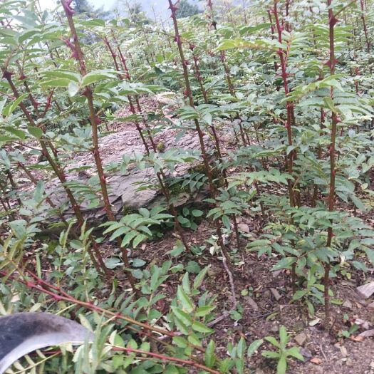 汉源县汉源花椒苗 机会不多价格优惠