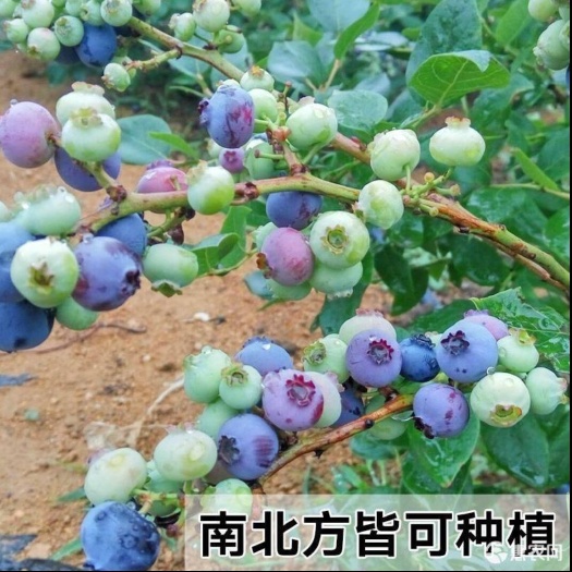 平邑县兔眼蓝莓苗 兔眼蓝莓
