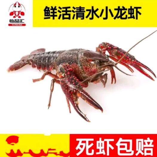 潜江市 潜江清水小龙虾 湖虾 红虾白底（中红，大红两虾）
