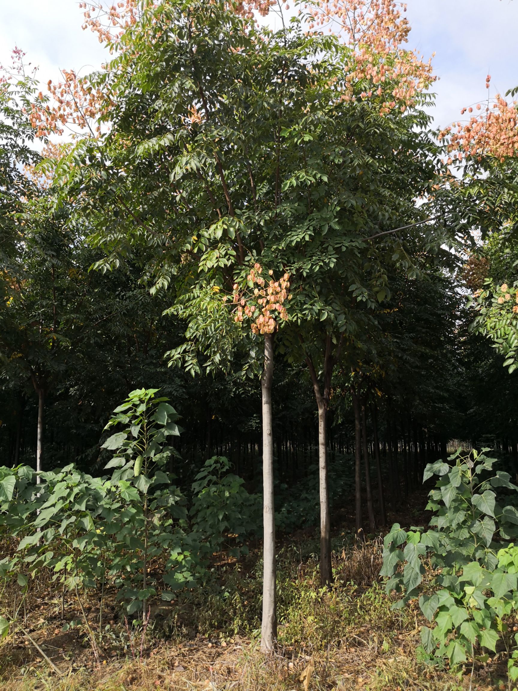 黄山栾树花期(黄山栾树花期多长时间)