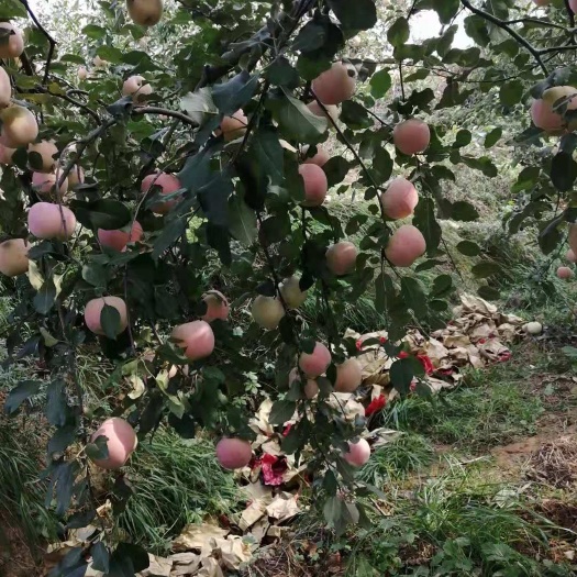 赞皇县维纳斯黄金苹果苗 质量不错