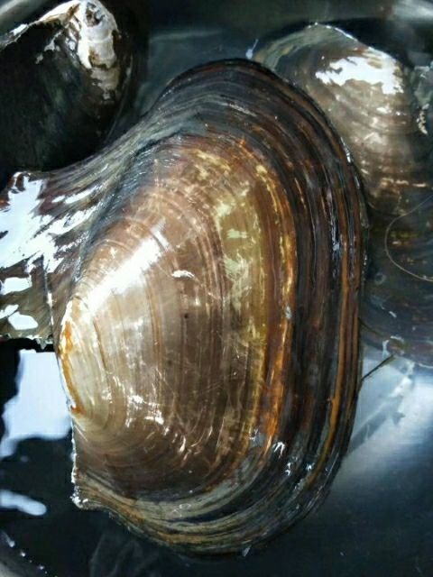 肇庆 西江大河蚌2-6斤
