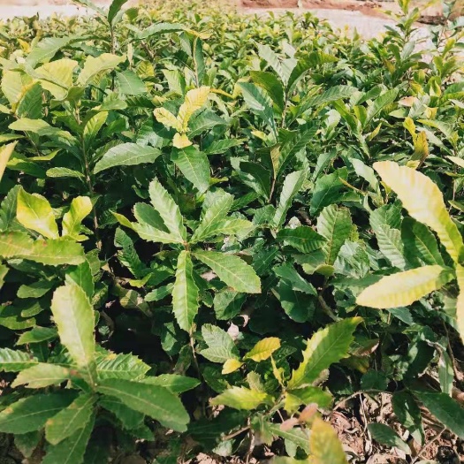 宜良县魁栗板栗苗 麻栗树