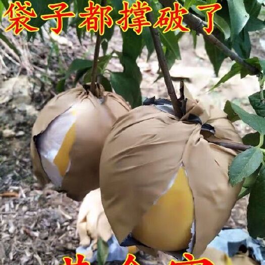 平邑县 黄金蜜桃树苗  优质嫁接苗  果木味正  基地直销 包成活