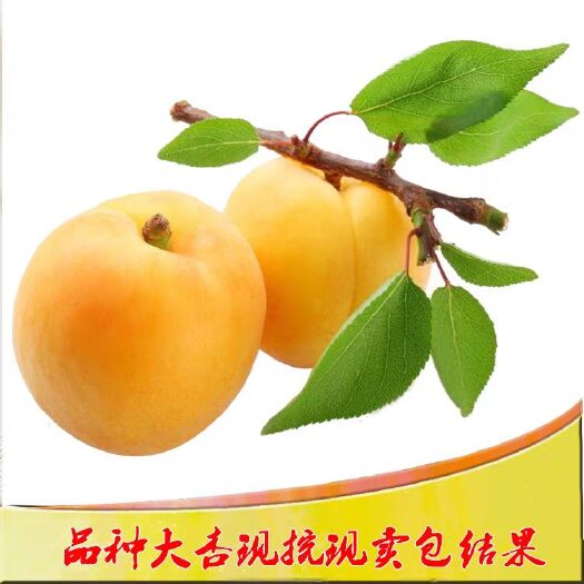 平邑县优质嫁接苗 现挖保湿发货 成活率高
