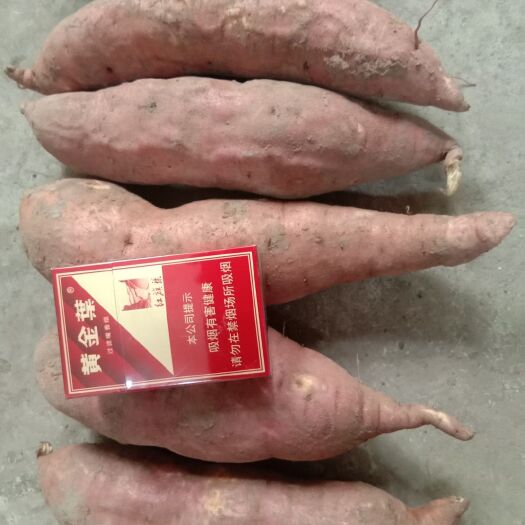 沁阳市黄金红薯 三两到二斤 红皮