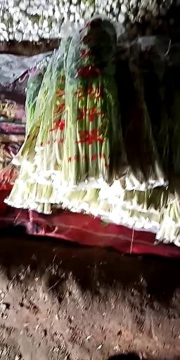  马家沟芹菜，芹菜心，礼品盒，自己家种的，无筋脆甜口感好