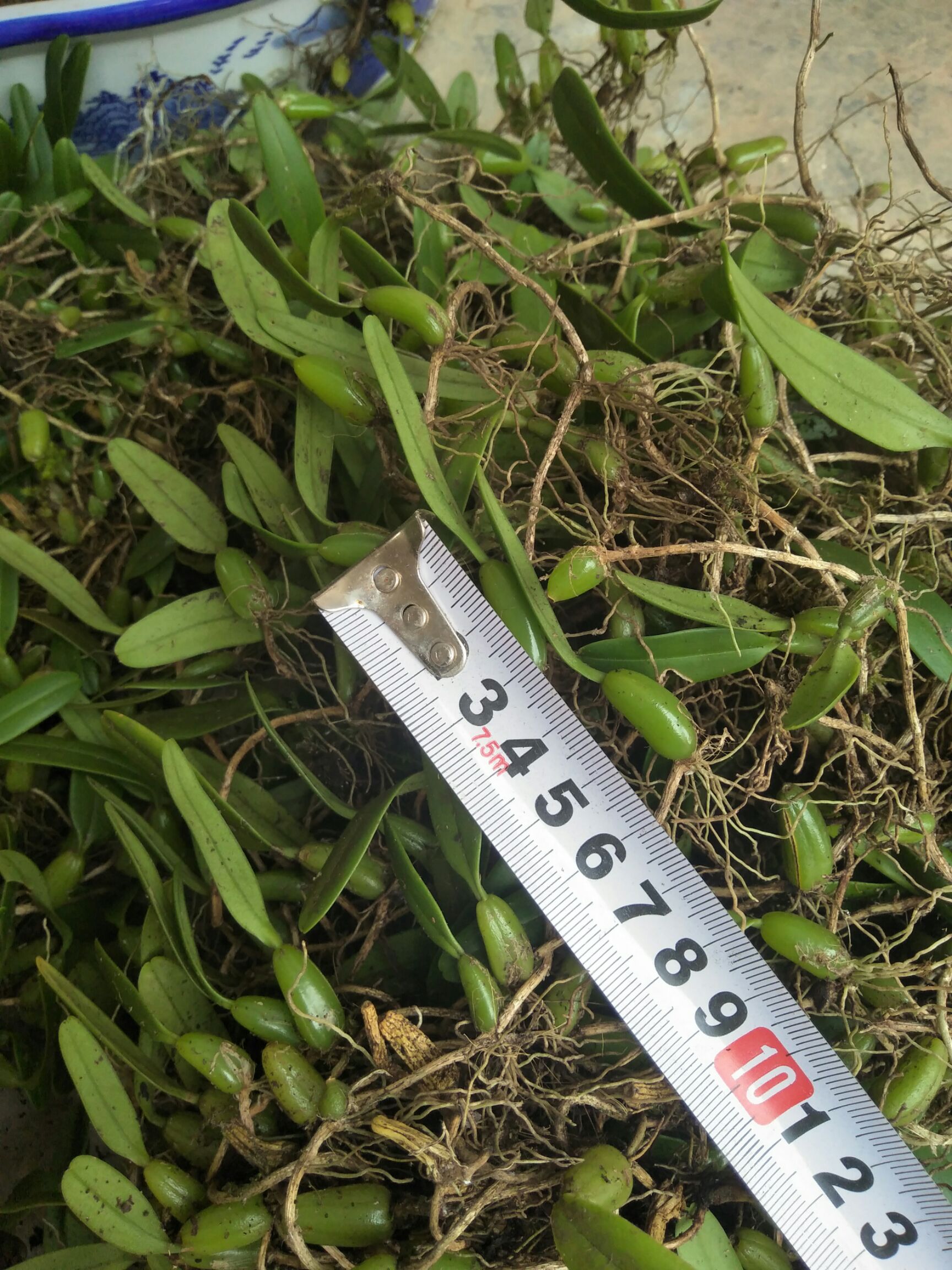 石橄榄