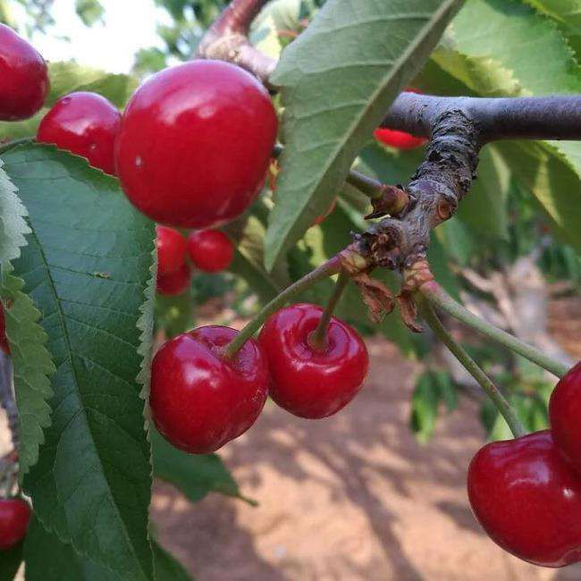 沙米豆樱桃苗 沙米豆 大樱桃 优质嫁接苗  成活率高